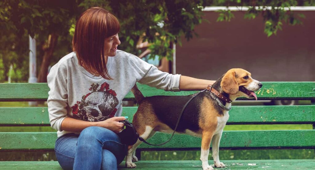 pet sitting dog bench pet sitting dog bench