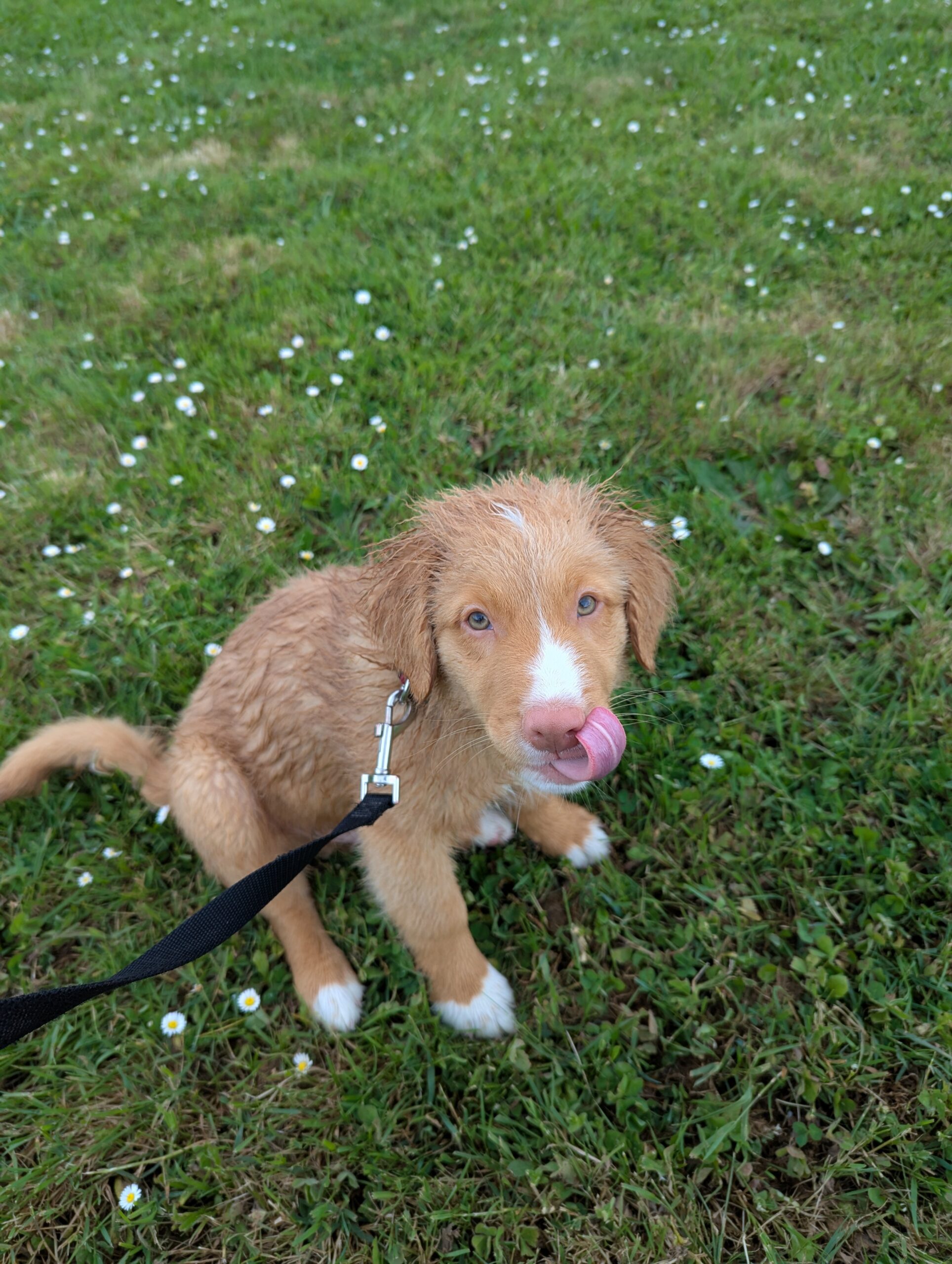 Lire la suite à propos de l’article Comment apprendre la propreté à son chiot ? Le guide complet d&rsquo;un éducateur canin